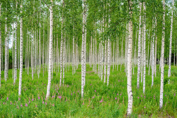 Nature of Finland. Trees in the birch wood in a row in summer