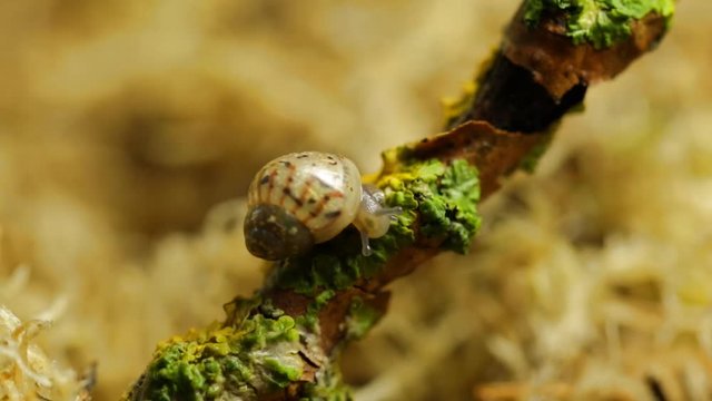 Snail kid eating lichen on a branch in the forest, macro