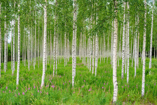 Fototapeta Natura Finlandii. Drzewa w drewnie brzozowym w lecie z rzędu