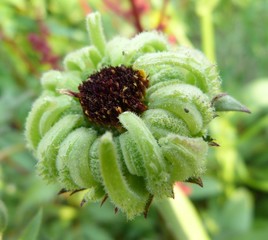 seeds of calendula close-up against a background of greenery on a sunny summer day nature garden summer