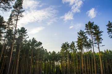 Pine forest and sky with clouds