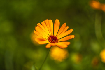 Calendula, Pinsk, Belarus
