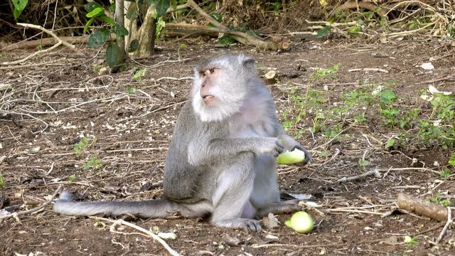 The crab-eating macaque ,Macaca fascicularis, also known as the long-tailed macaque