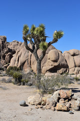 Gigantic Boulders Behind Joshua Trees in California
