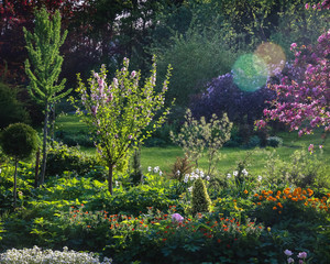 Fototapeta premium sunny afternoon, ornamental garden, everything is green and flower apple tree, flowers bloom in the hollows; many ornamental plants