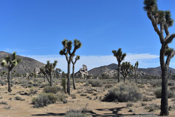 Large Rocks, Hills and Joshua Trees in California