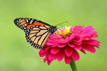 A gorgeous Monarch Butterfly feeds on a bright pink heirloom zinnia flower in my garden. - obrazy, fototapety, plakaty