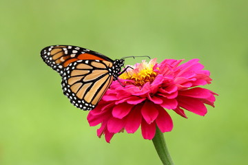 Fototapeta na wymiar A gorgeous Monarch Butterfly feeds on a bright pink heirloom zinnia flower in my garden.