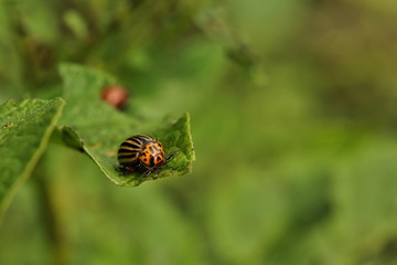 Leptinotarsa decemlineata