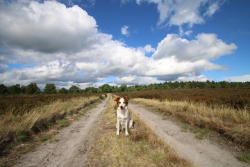 Hund posiert in der L&uuml;neburger Heide bei Sonnenschein