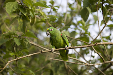 Beautiful green parrot bird in the forest habitat, sitting on the tree with green leaves, hidden in the forest, Costa Rica.