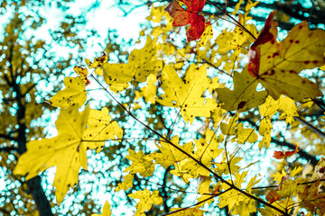 background of autumn colored leaves