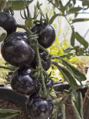 Die Tomaten sind fast reif. Eine Besonderheit sind die schwarzen Tomaten