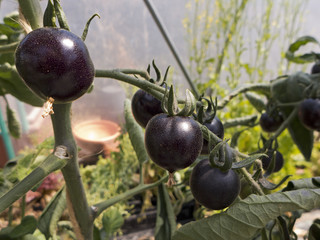 Die Tomaten sind fast reif. Eine Besonderheit sind die schwarzen Tomaten