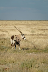 Oryx in Namibian landscape.
