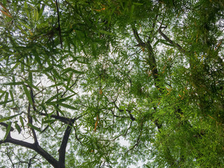 Leaves on white background