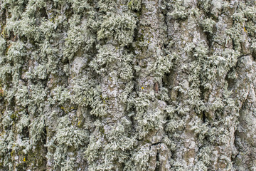 Old Wood Tree Texture Background Pattern