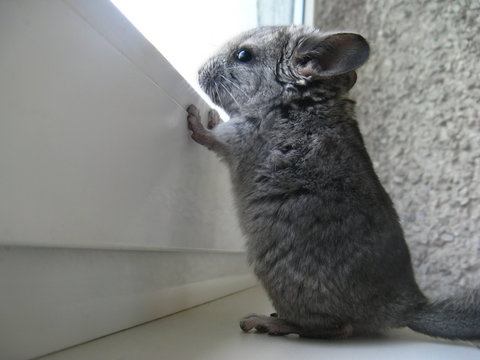 The little chinchilla kid looks with curiosity out the window. Chinchilla stands on its hind legs to see the world behind the window glass.