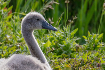 Mute swan cygnet