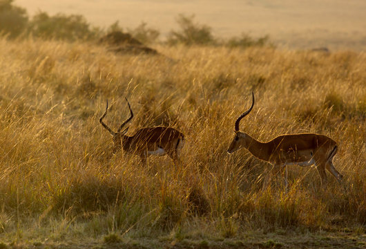 Impalas grazing in the Mara grassland, a back lit image 