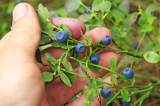 Hand plucking ripe berries of bilberry. Harvesting whortleberries