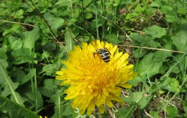 Bee on dandelion flower in the garden