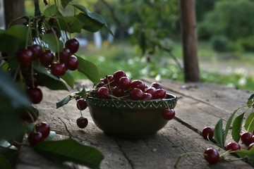 Freshly picked cherries in bowl on wooden table in garden.  Fresh ripe cherries harvested in bowl and cherry tree branch with berries in summer garden. 