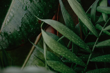 Leaves