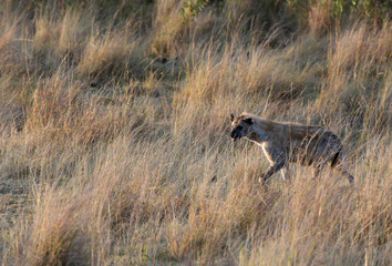 Hyena walking Savannah Grassland