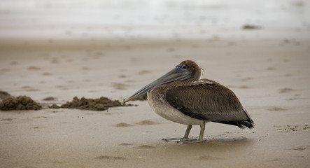 Nature - Pelican on the sand in Panama