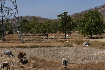 Nos of bull & cow are grazing on rural village paddy farm after harvesting of paddy on a sunny day.