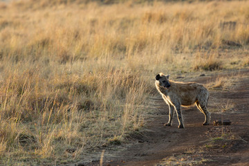 Hyena in Savannah Grassland
