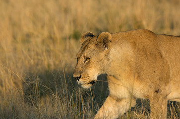 The lion in Savannah, Masai Mara