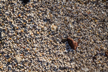 Sea Pebbles on a Clean Beach as Texture, Background
