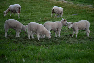 Fototapeta premium Lamb