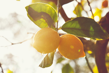 Lemon. Ripe Lemons hanging on tree. Growing Lemon