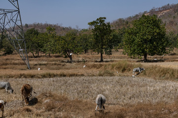 Nos of bull & cow are grazing on rural village paddy farm after harvesting of paddy on a sunny day.