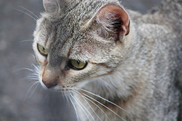 Primo piano di gatto