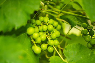 grape, Pinsk, Belarus