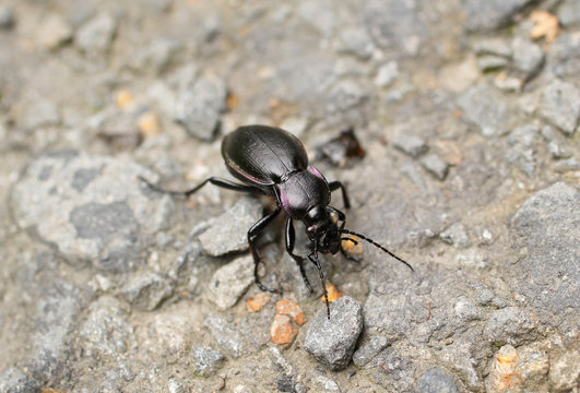 violet ground beetle (Carabus violaceus) on the rock