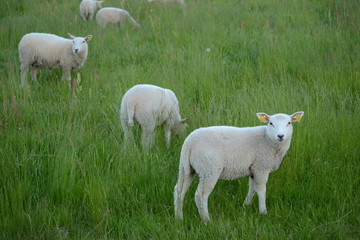 Fototapeta premium Lamb