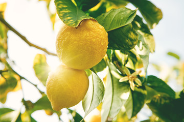 Lemon. Ripe Lemons hanging on tree. Growing Lemon