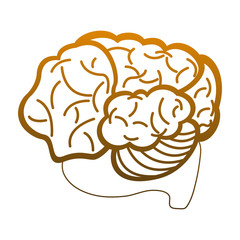 Brain hemispheres cartoon vector illustration graphic design
