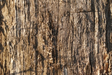 dry tree bark texture background. 