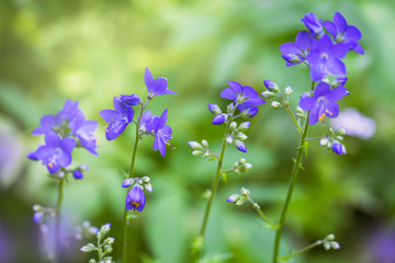Fototapeta premium Forest purple flowers on a green background