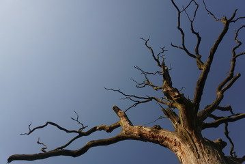 Dry tree against the blue sky 