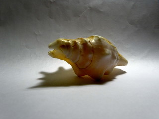 Clamshell. Large sea shell.