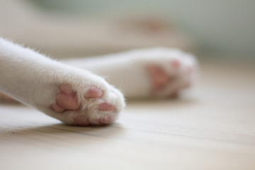 Close Up of a cat’s paws with blurry background of the cat lie down on a light wooden table.
