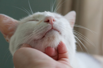My cat enjoys a good chin scratch from me.