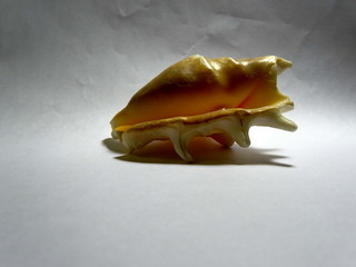 Sea shell on white
